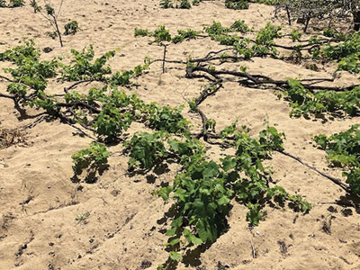 Vitis Vinifera, phylloxera et porte-greffe : une histoire de résilience